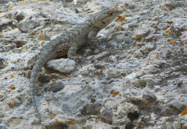 Great Basin Fence Lizard
